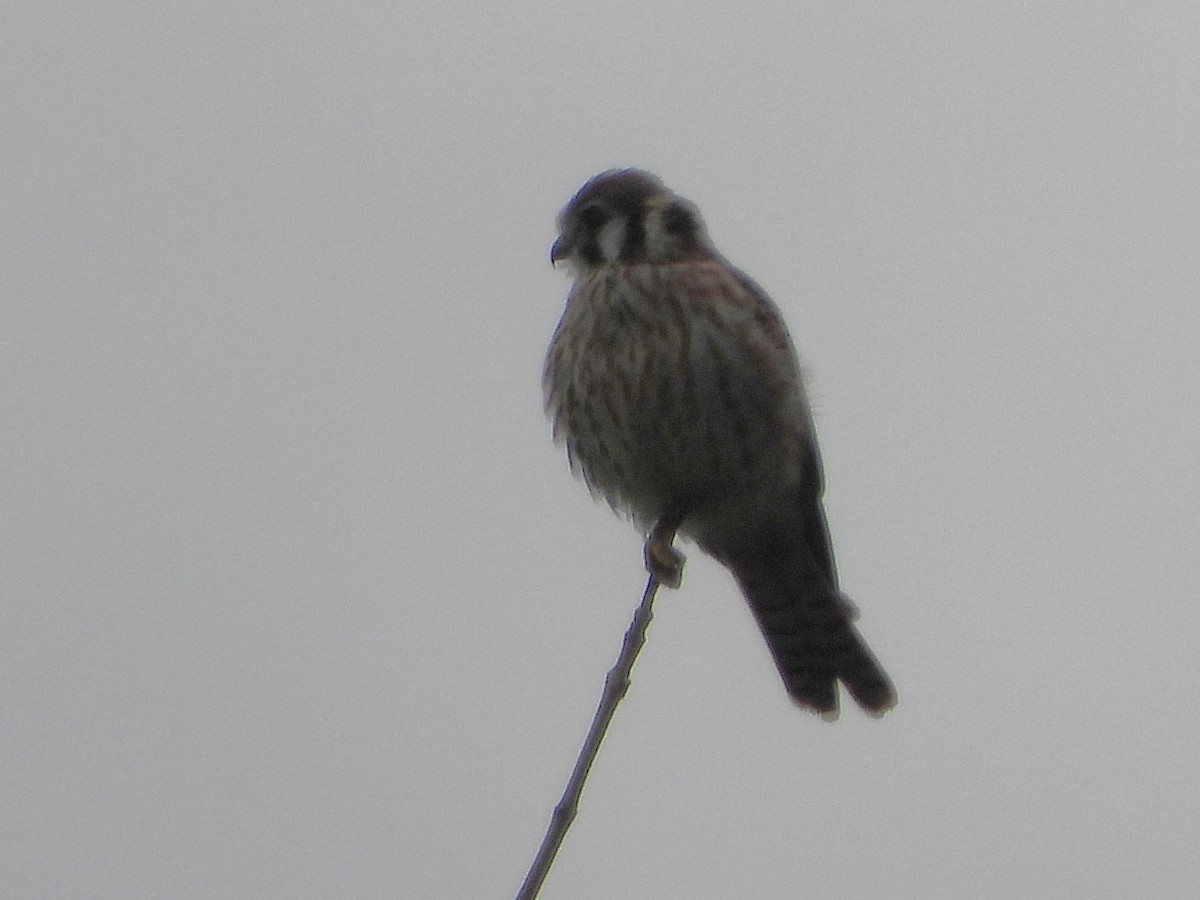 American Kestrel - Serge Benoit