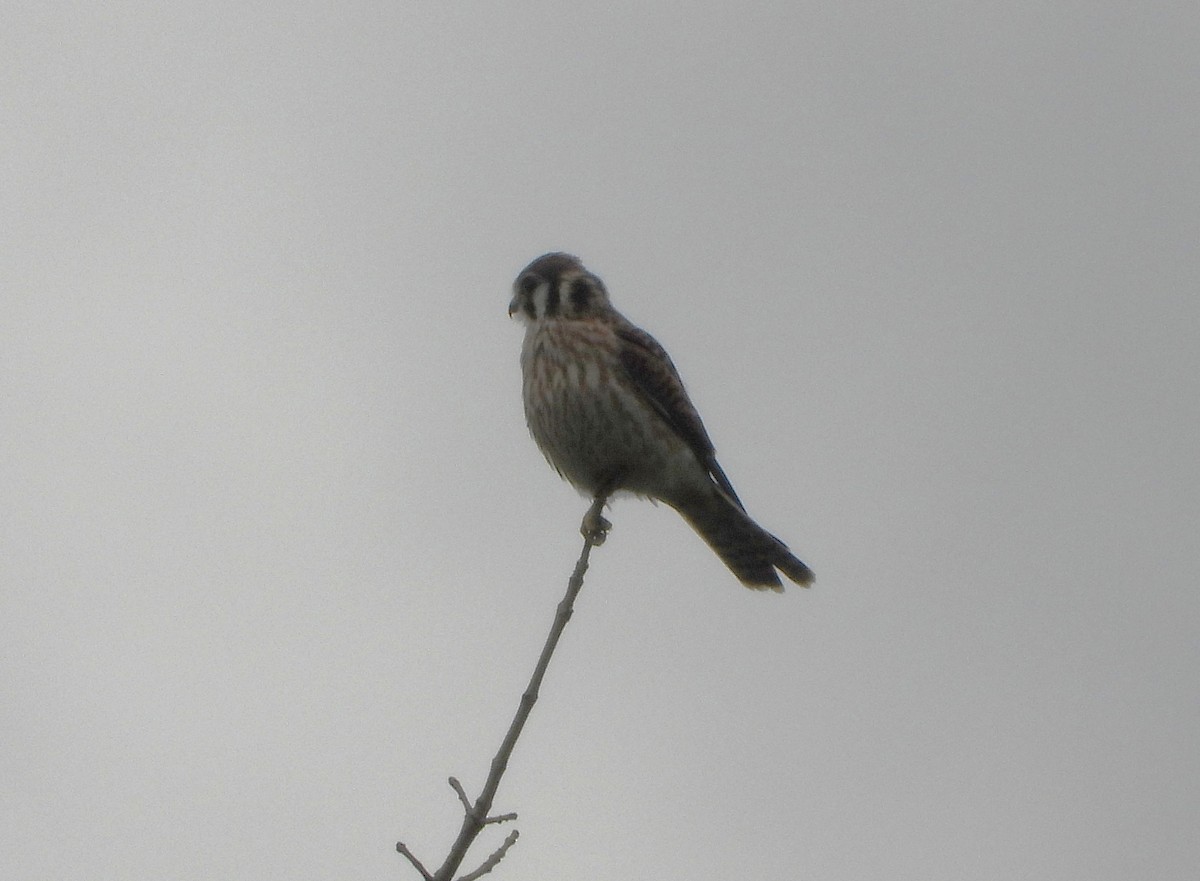 American Kestrel - Serge Benoit