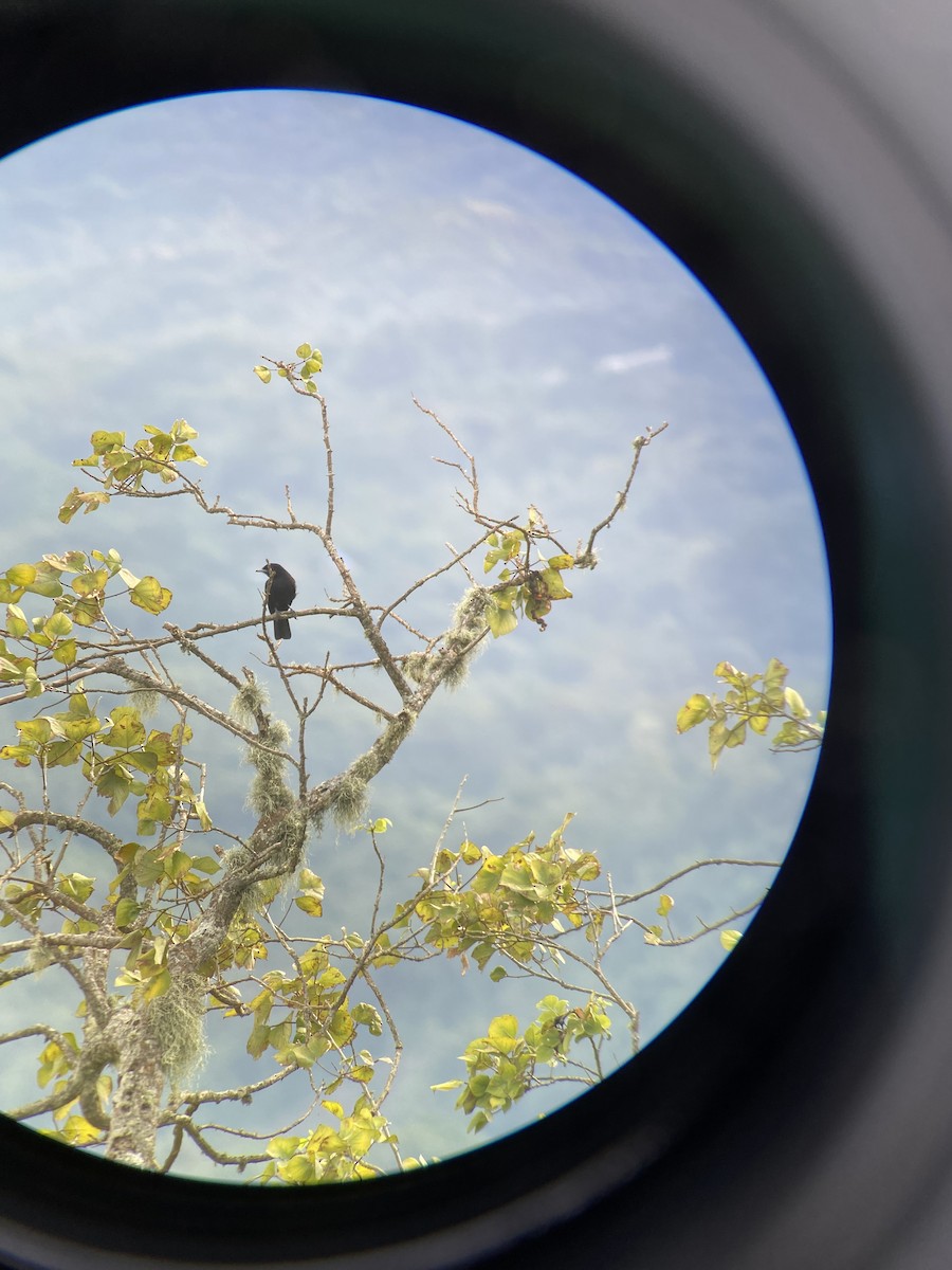 Purple-throated Fruitcrow - Carter Crouch