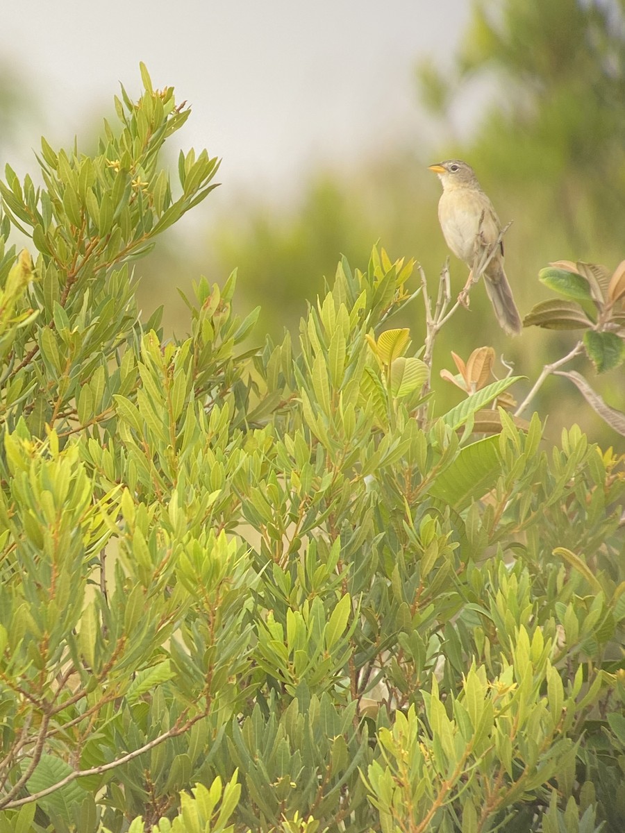 Wedge-tailed Grass-Finch - Carter Crouch