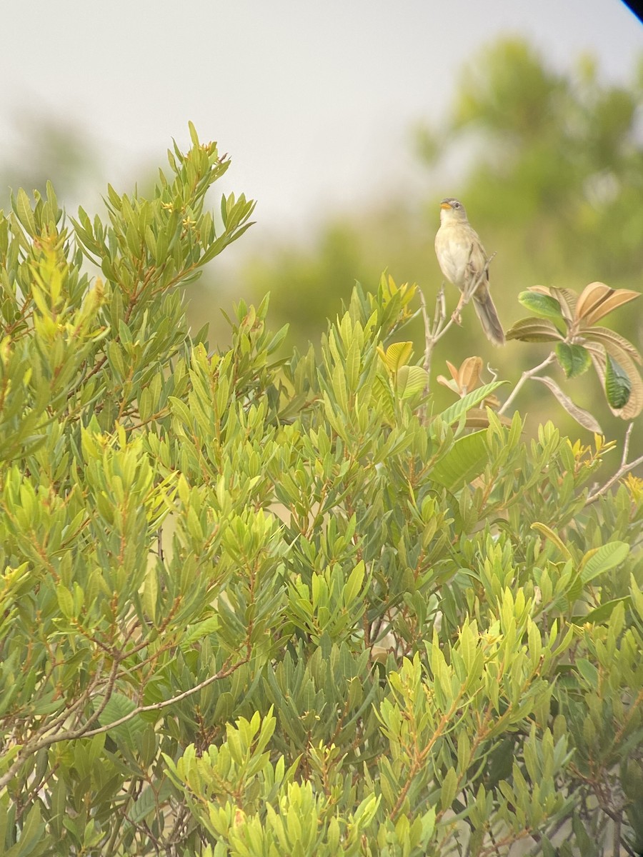 Wedge-tailed Grass-Finch - Carter Crouch