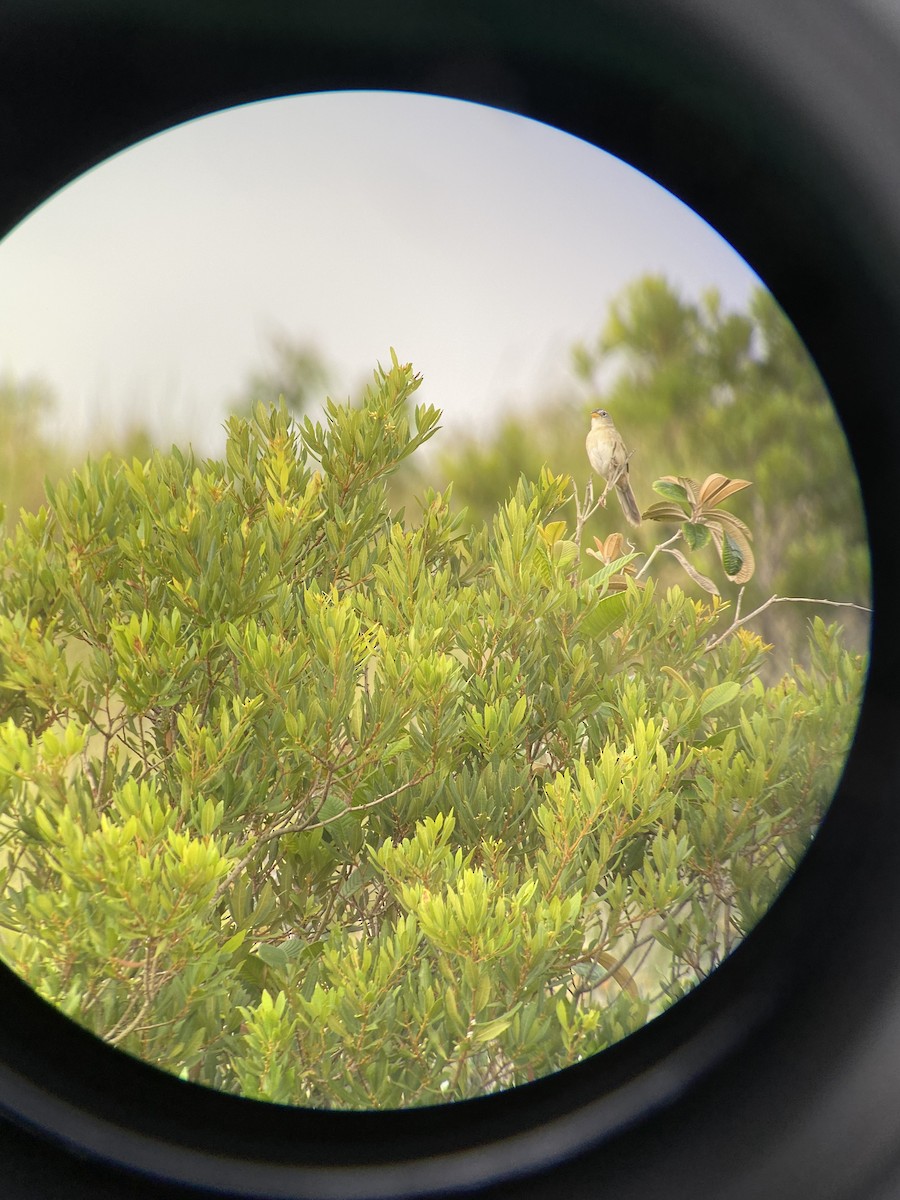 Wedge-tailed Grass-Finch - ML608703987