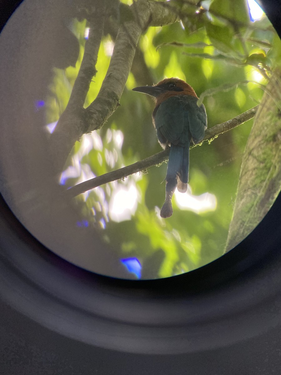 Broad-billed Motmot - Carter Crouch