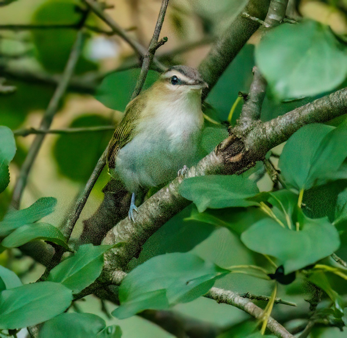 Red-eyed Vireo - ML608704176