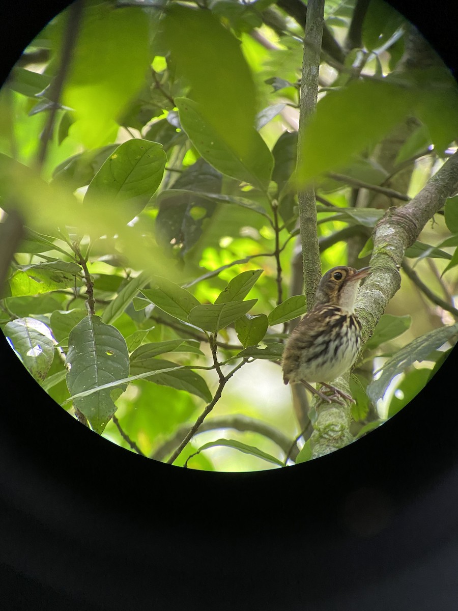 Streak-chested Antpitta - Carter Crouch