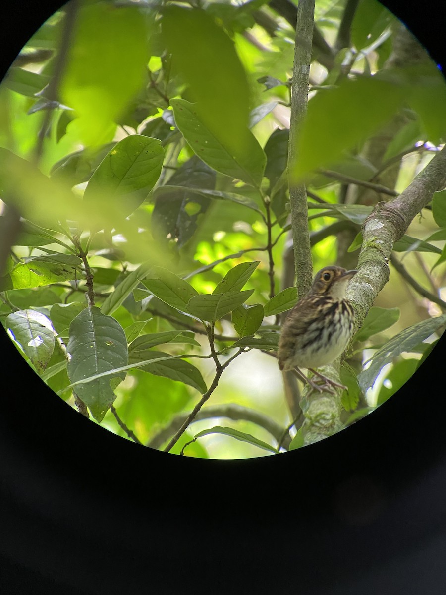 Streak-chested Antpitta - ML608704186