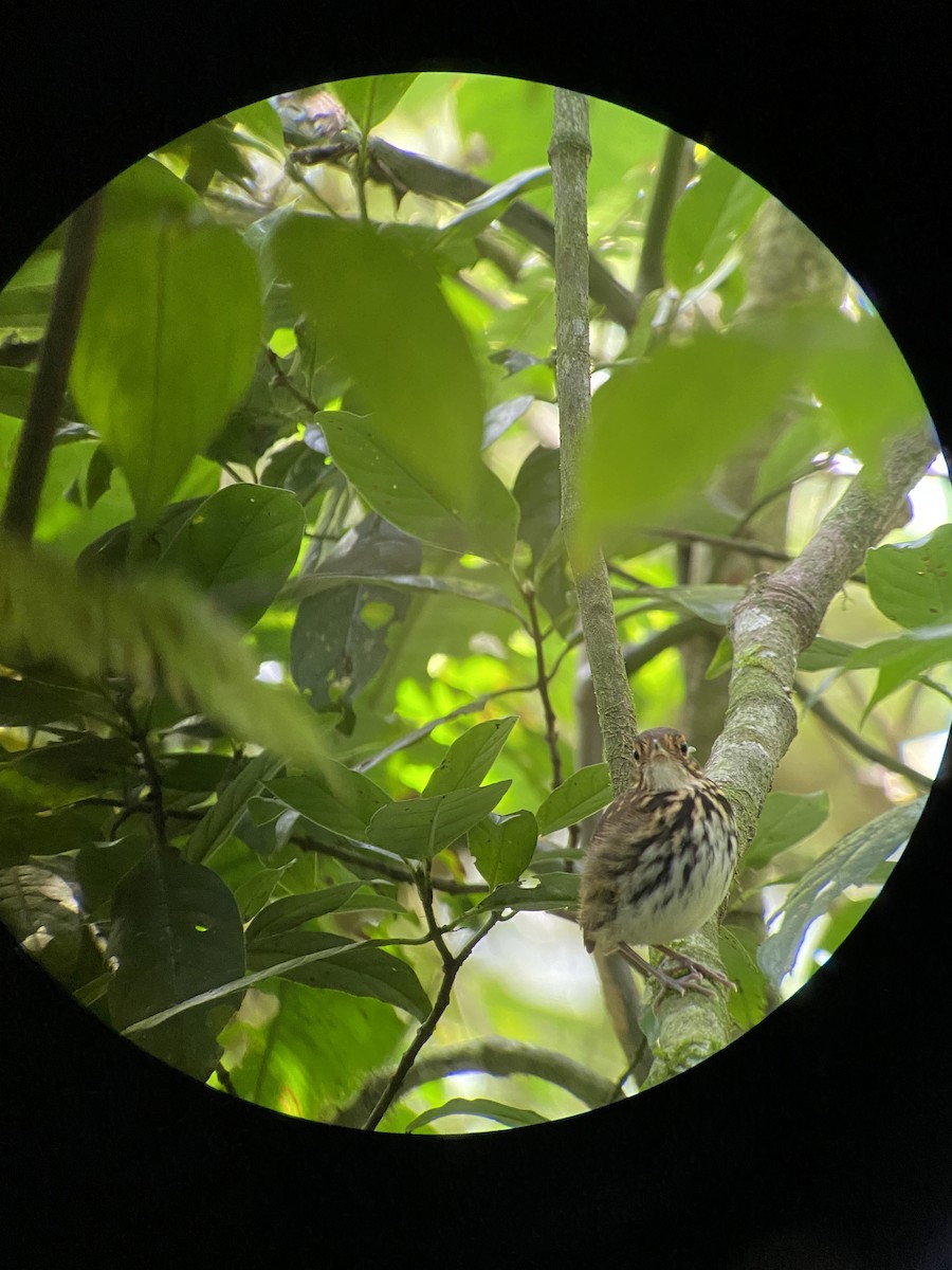 Streak-chested Antpitta - Carter Crouch