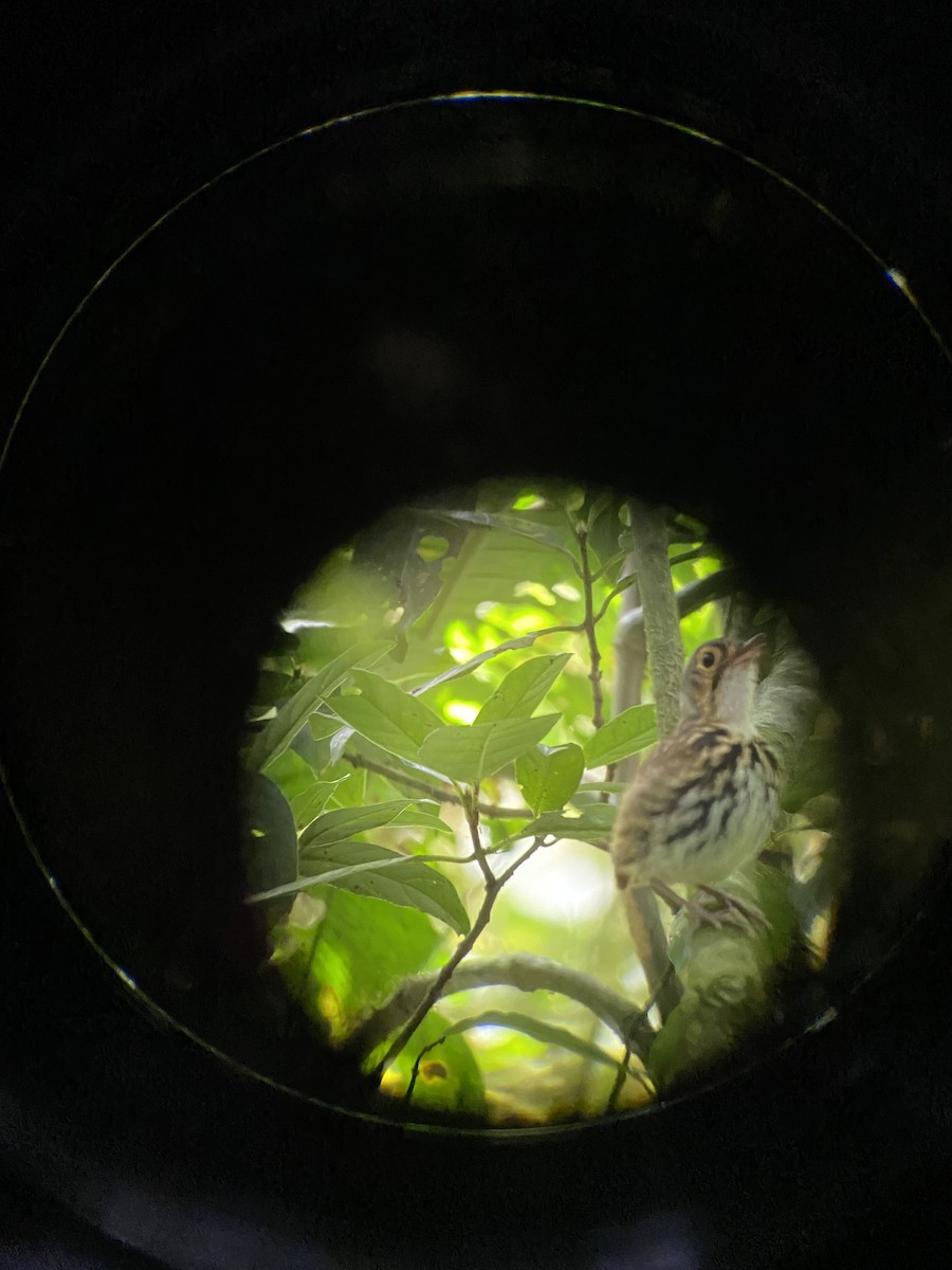 Streak-chested Antpitta - ML608704188