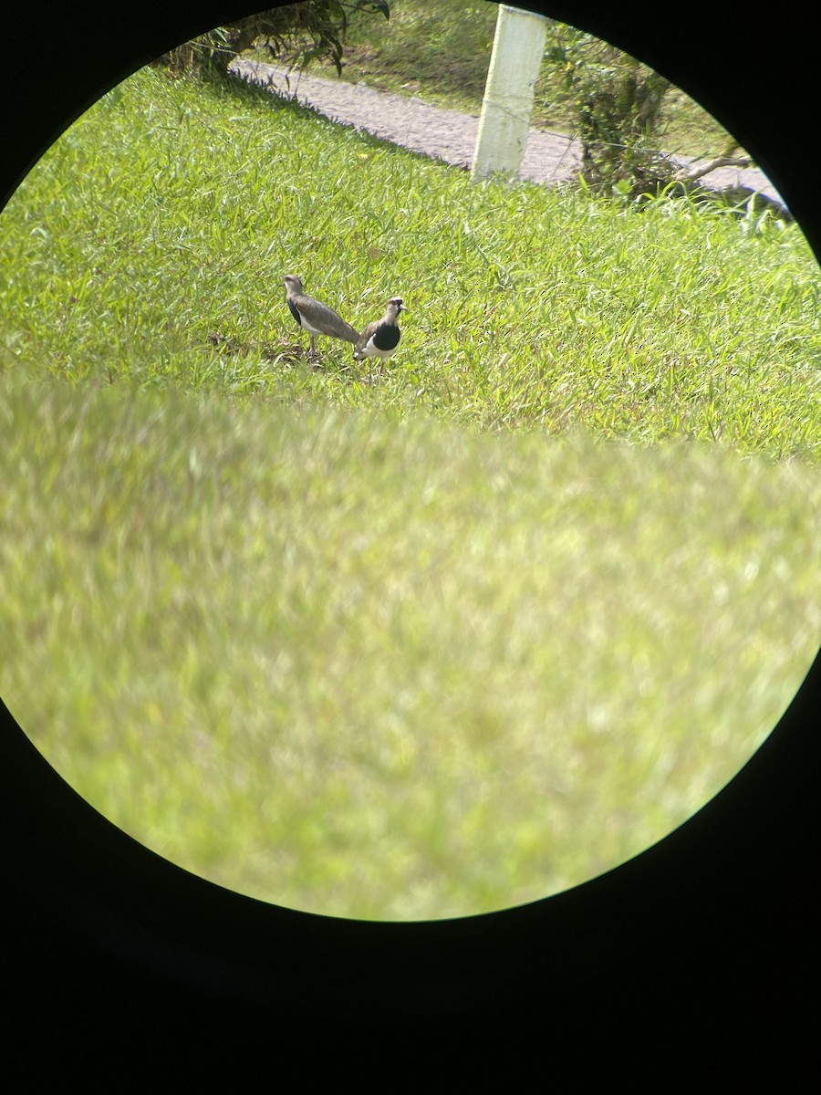 Southern Lapwing - Carter Crouch