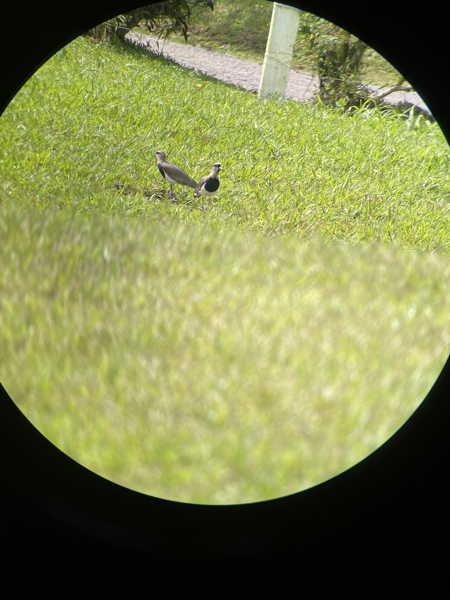 Southern Lapwing - ML608704257