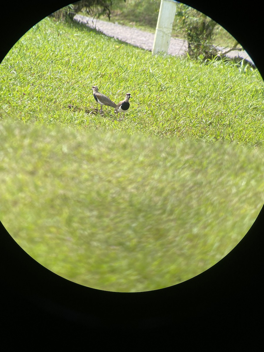 Southern Lapwing - ML608704258