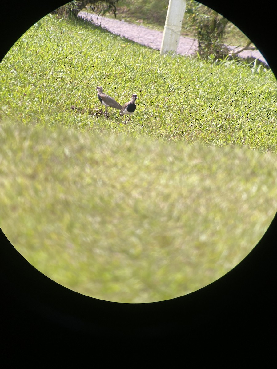 Southern Lapwing - ML608704259