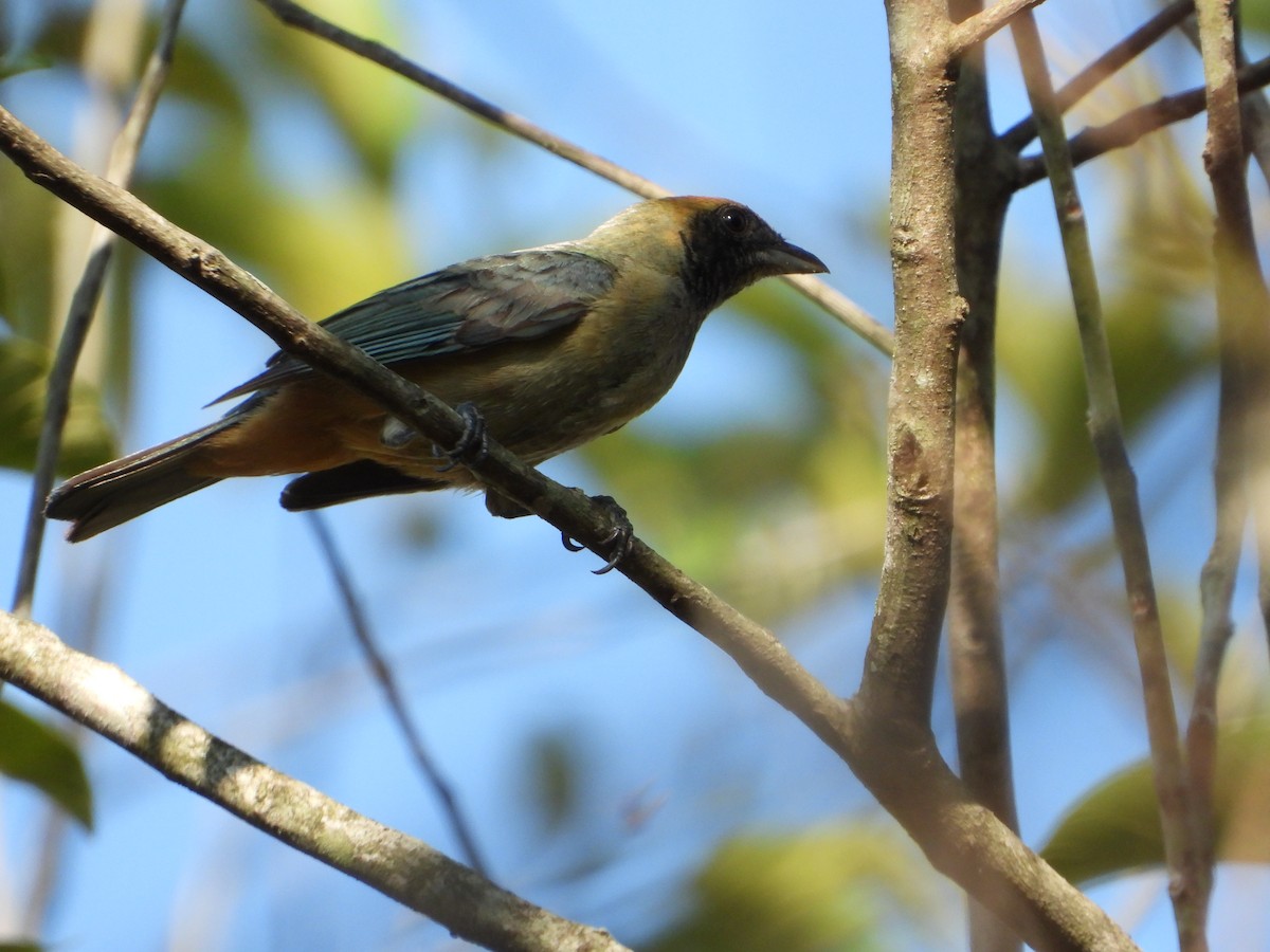 Burnished-buff Tanager (Stripe-bellied) - ML608704393