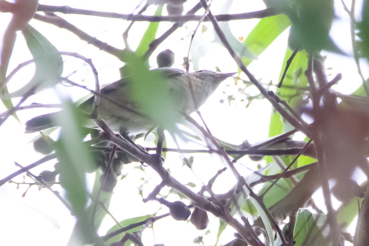 Lucy's Warbler - ML608704464