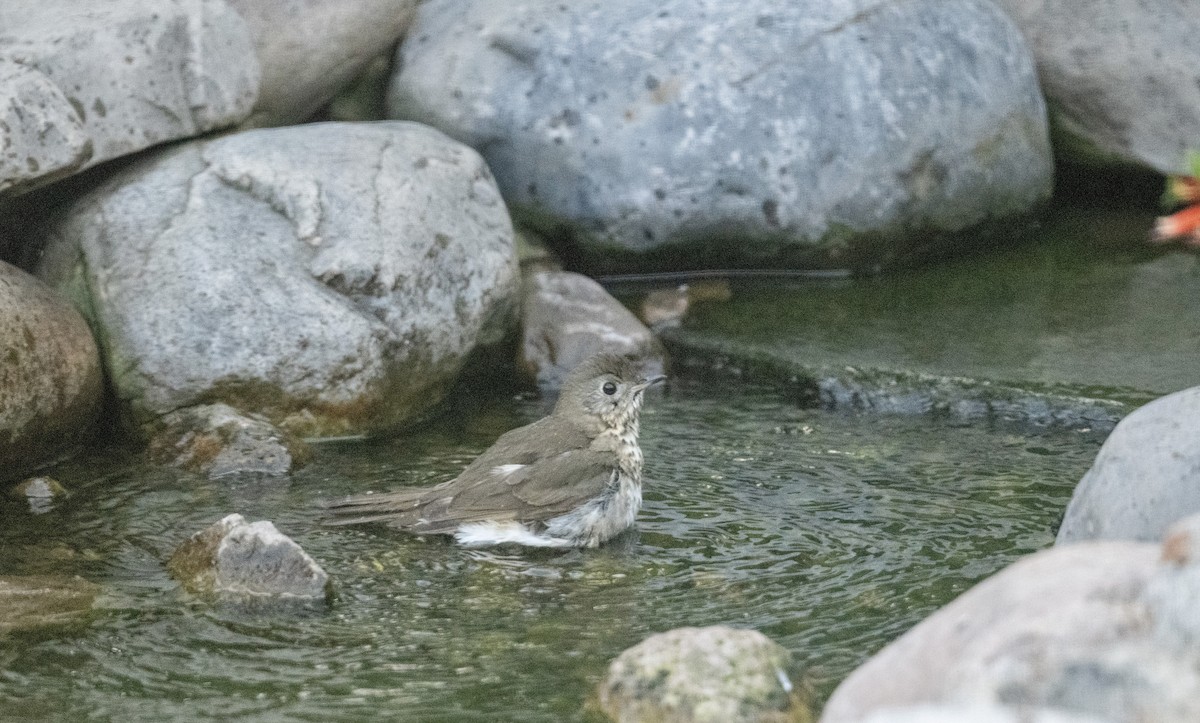 Gray-cheeked Thrush - Rick Thomas