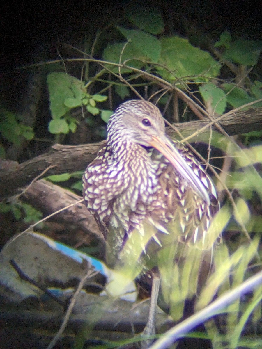 Limpkin - ML608704634