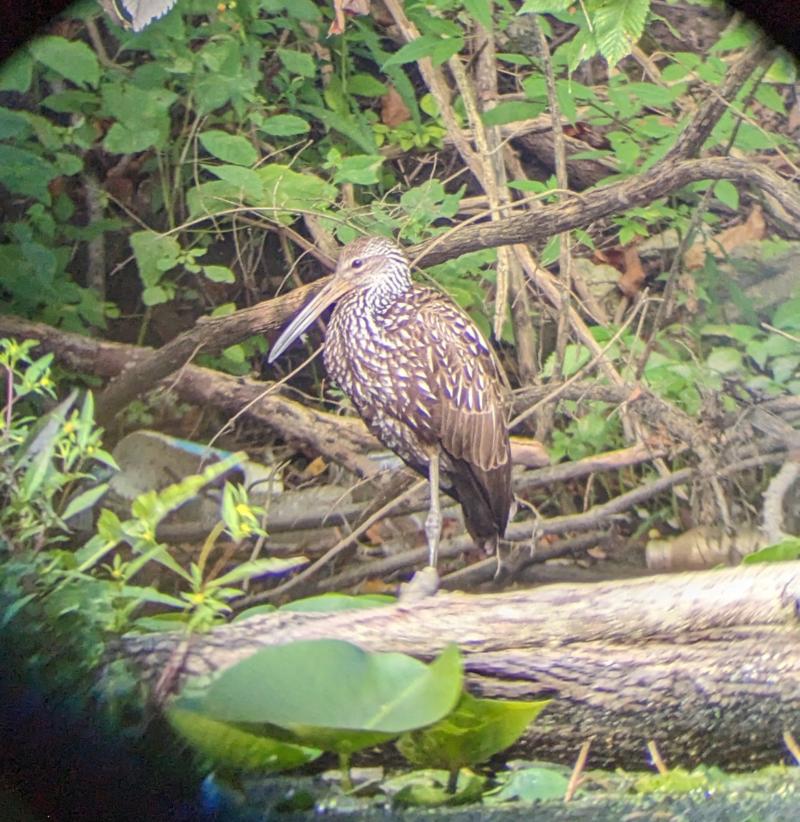 Limpkin - Kevin Ruegg