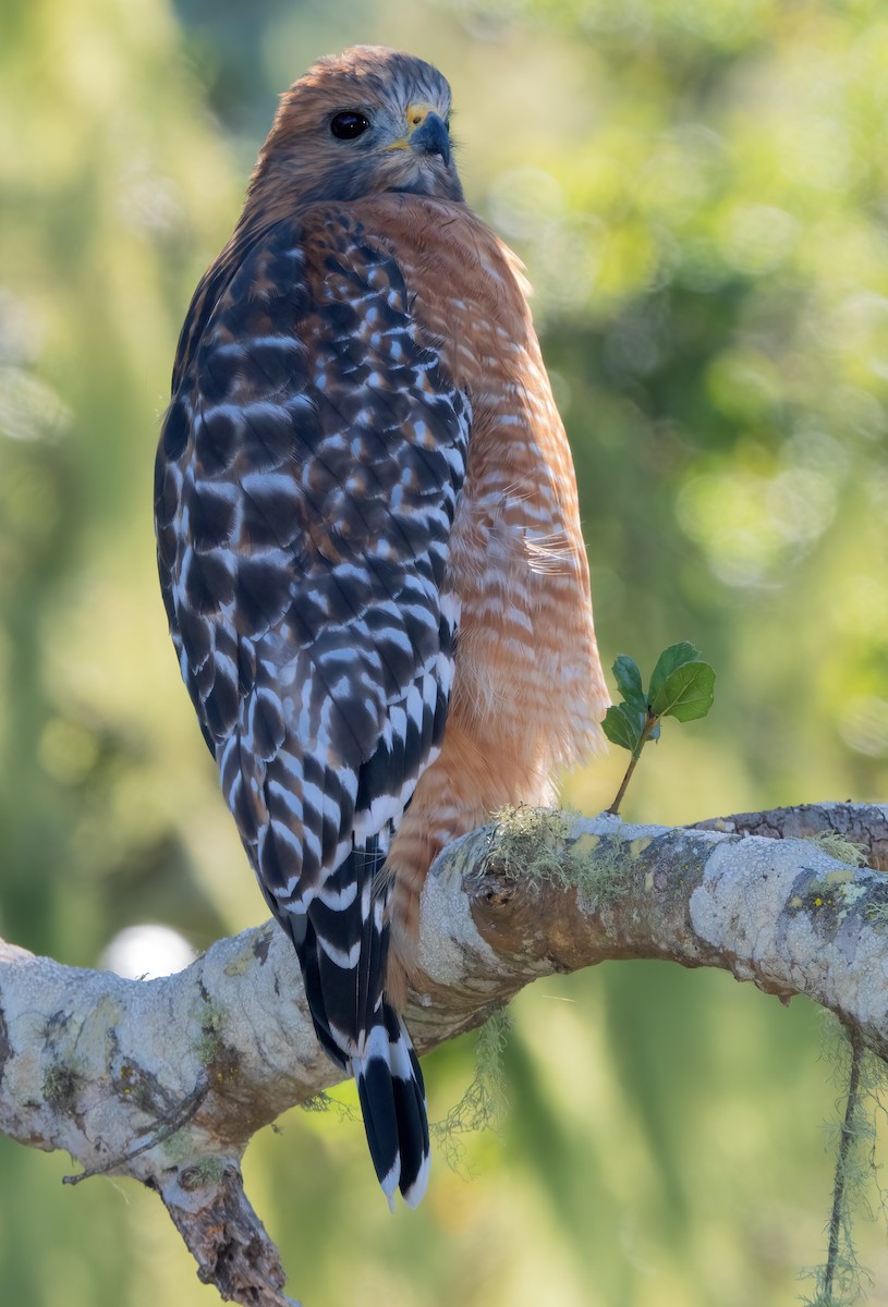 Red-shouldered Hawk - Mark Chappell