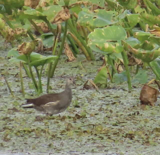 Common Gallinule - ML608704835