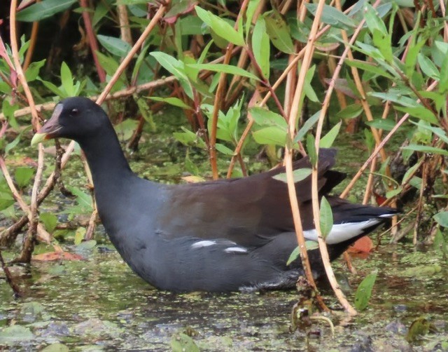 Common Gallinule - ML608704837