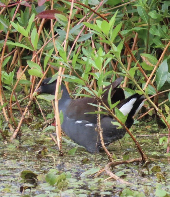 Common Gallinule - ML608704838