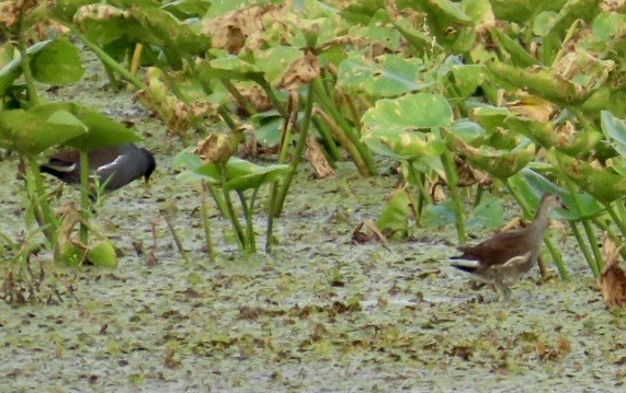 Common Gallinule - ML608704840