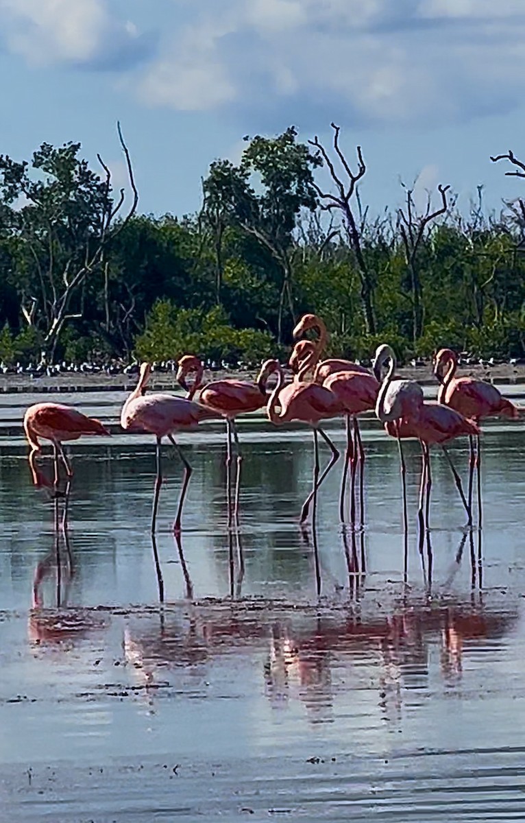 American Flamingo - ML608704922