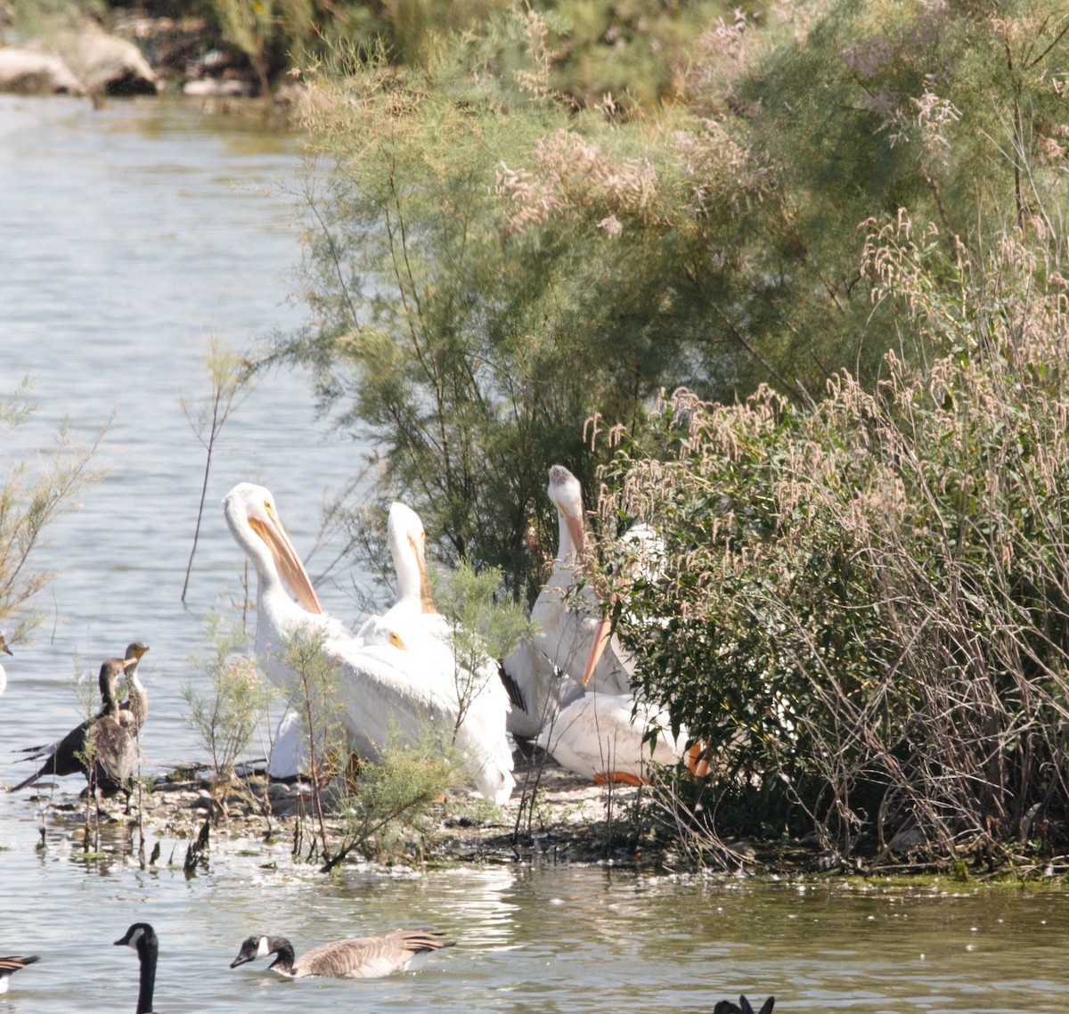 American White Pelican - ML608704929