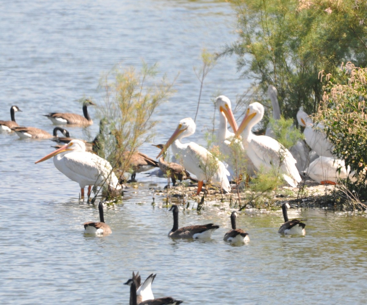 American White Pelican - ML608704958