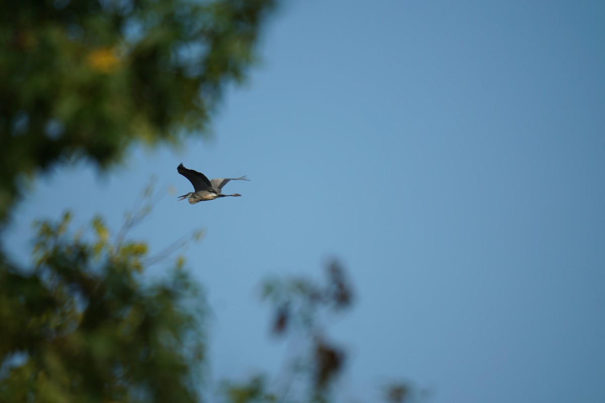 Great Blue Heron - ML608704975