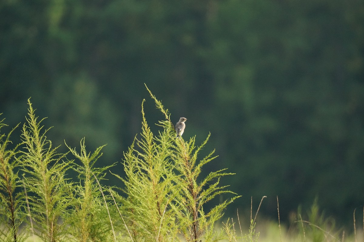 Eastern Bluebird - Austin Jones