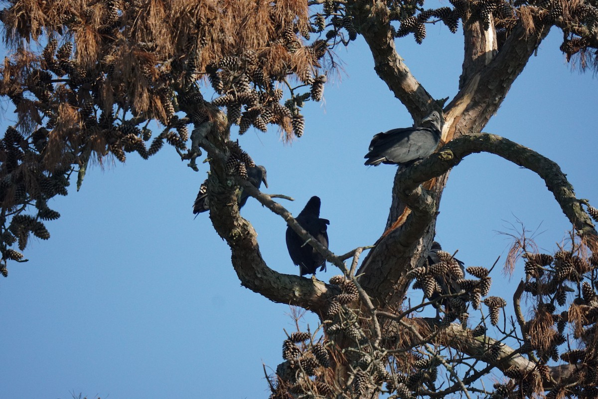 Black Vulture - ML608705028