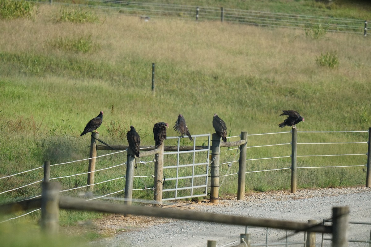 Turkey Vulture - ML608705047