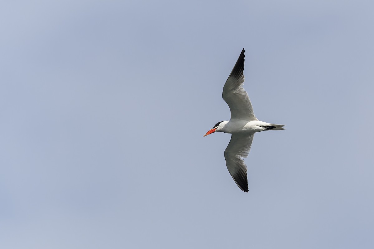 Caspian Tern - ML608705053