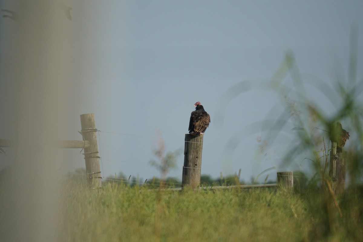 Turkey Vulture - ML608705058