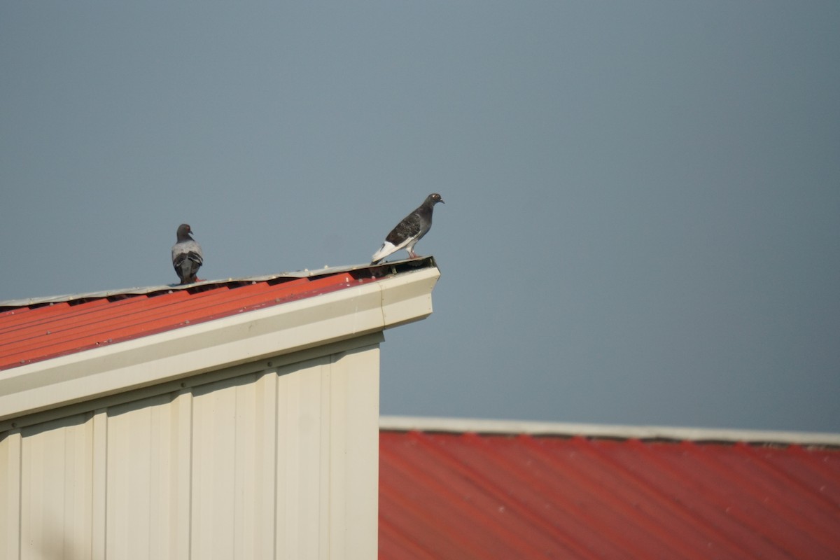 Rock Pigeon (Feral Pigeon) - ML608705089
