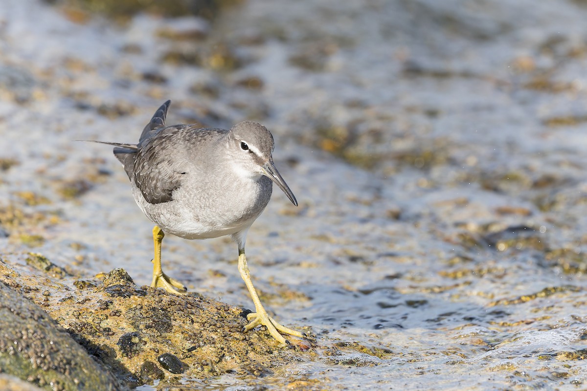 Wandering Tattler - Amy Rangel