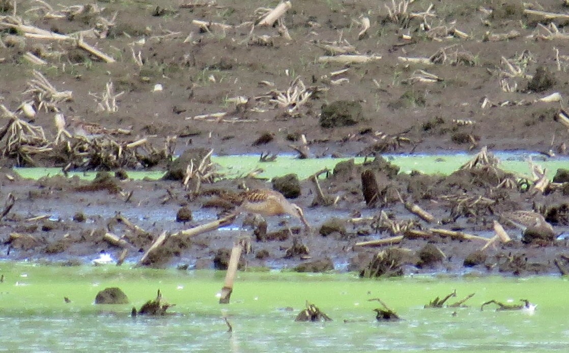 Short-billed Dowitcher - Scott Schwenk