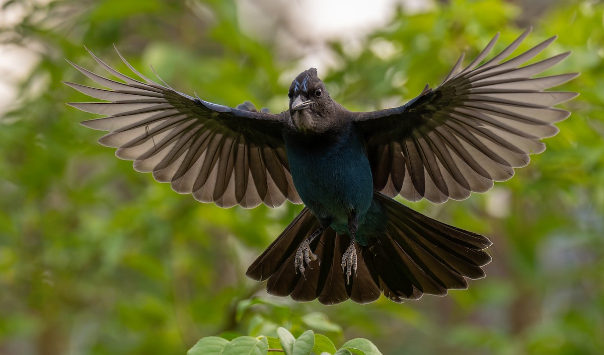 Steller's Jay - ML608705196