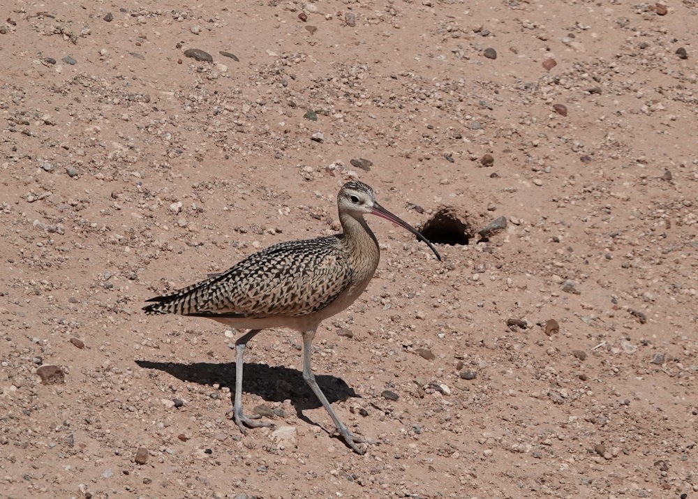 Long-billed Curlew - ML608705294