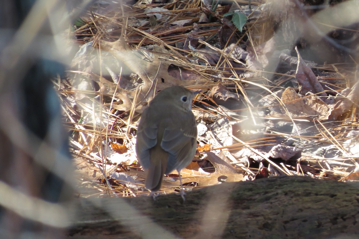 Hermit Thrush - ML608705393