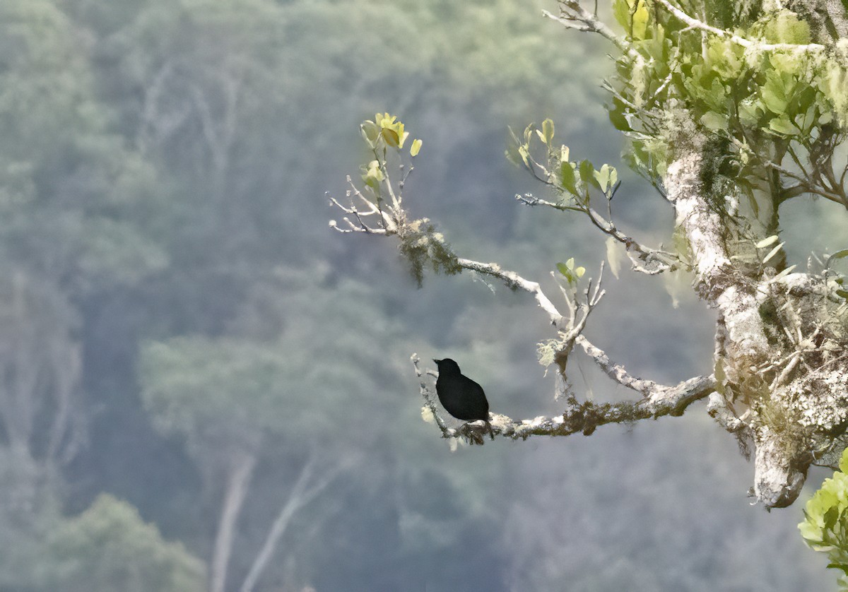 Loria's Satinbird - Anne Heyerly