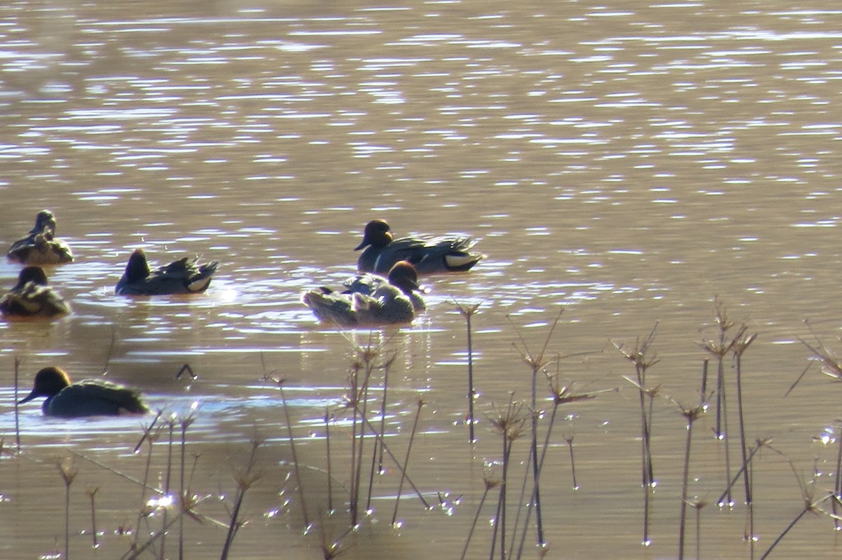 Green-winged Teal - ML608705553