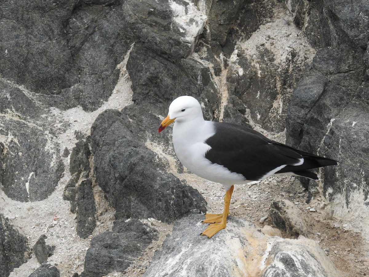 Belcher's Gull - Pablo Gutiérrez Maier