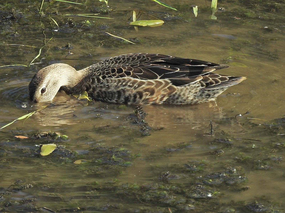 Blue-winged Teal - ML608705759