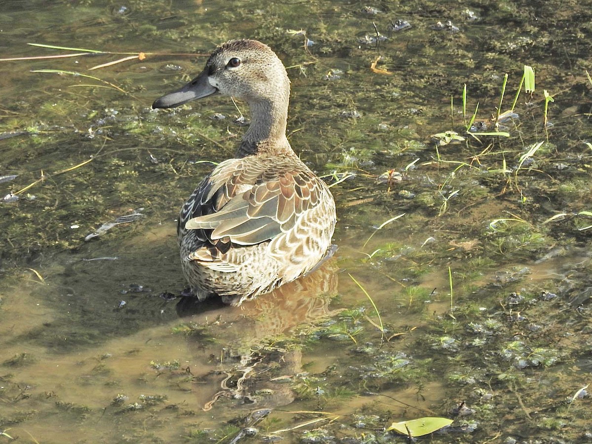 Blue-winged Teal - ML608705761