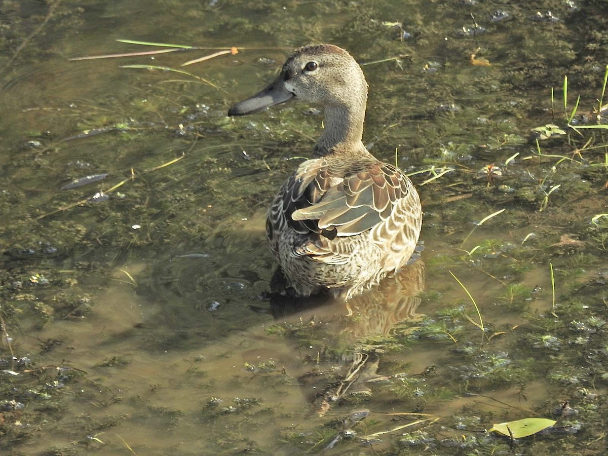 Blue-winged Teal - ML608705762