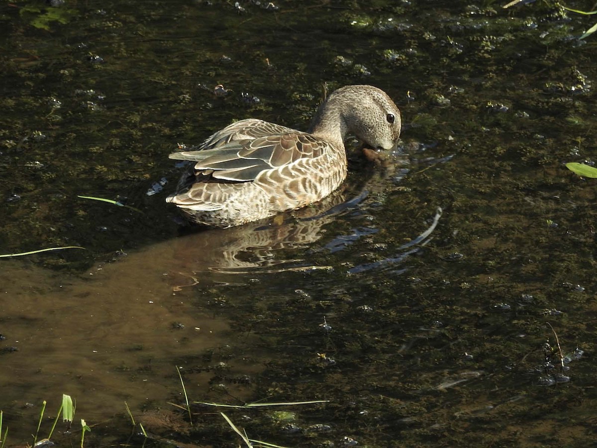 Blue-winged Teal - ML608705763
