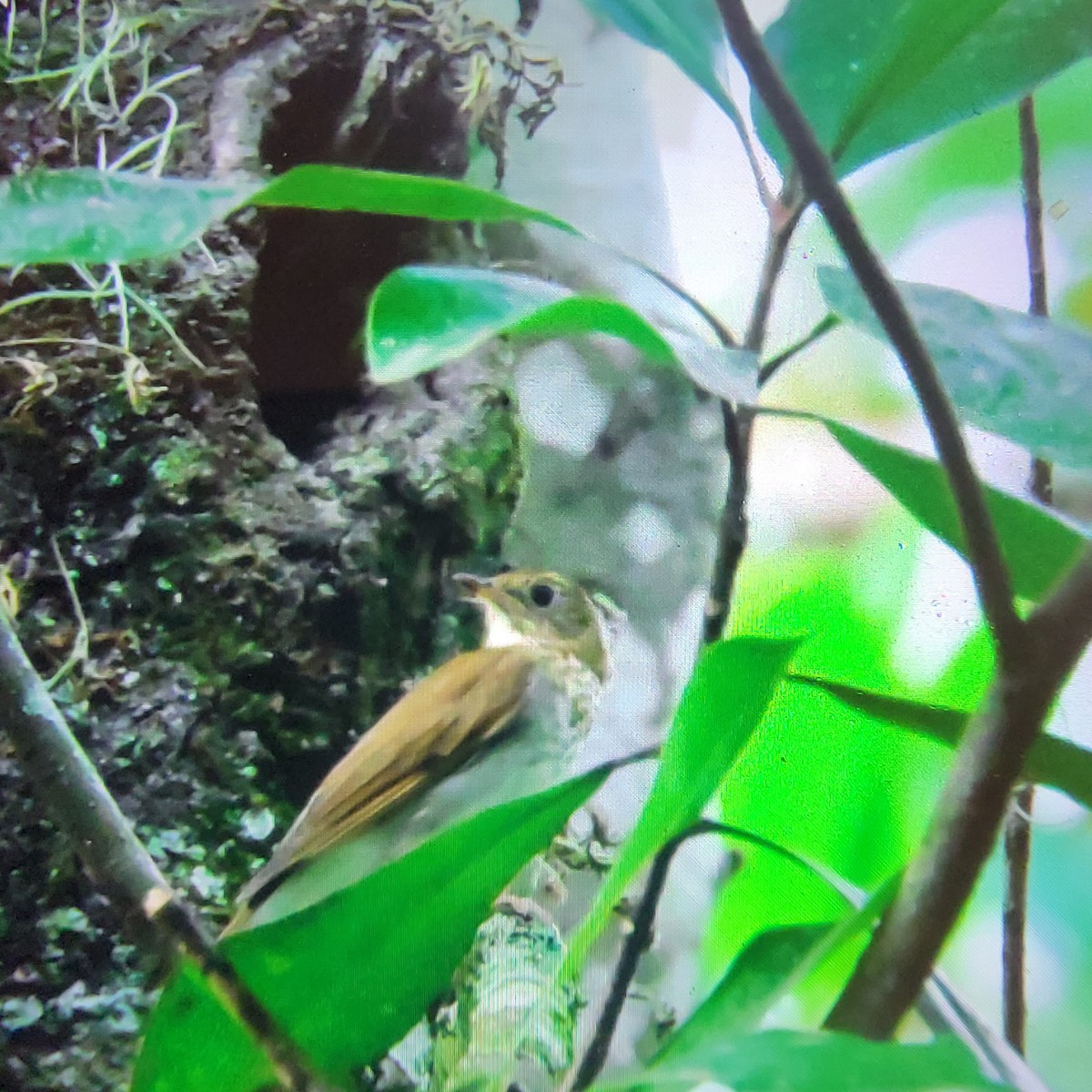 Veery - ML608705767