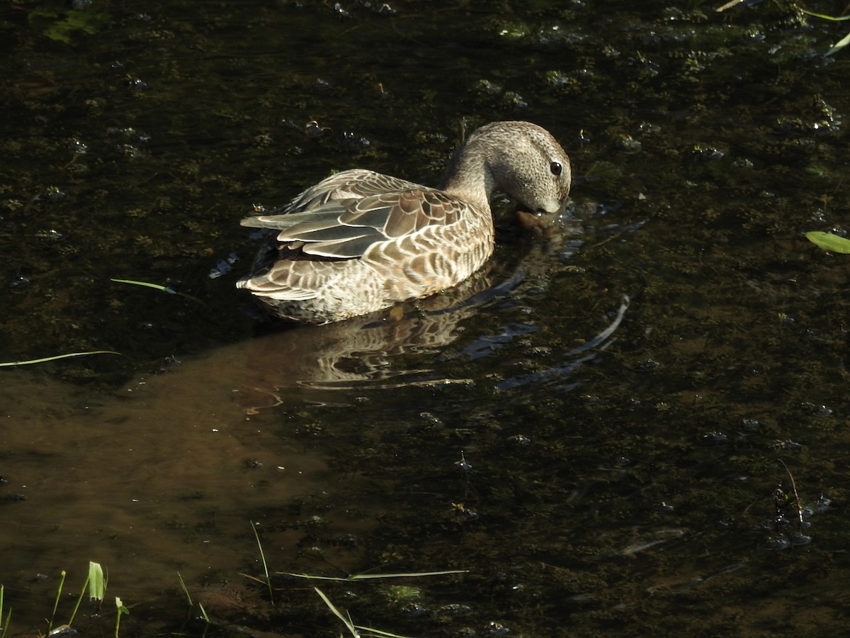 Blue-winged Teal - ML608705900